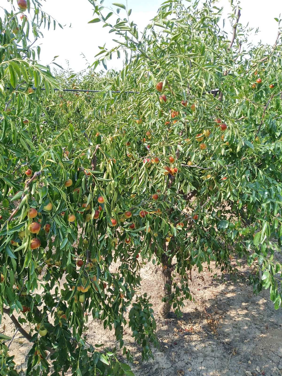 單車(chē)黃驊聚館冬棗園*^_^*滿(mǎn)載而歸哦! - 美篇