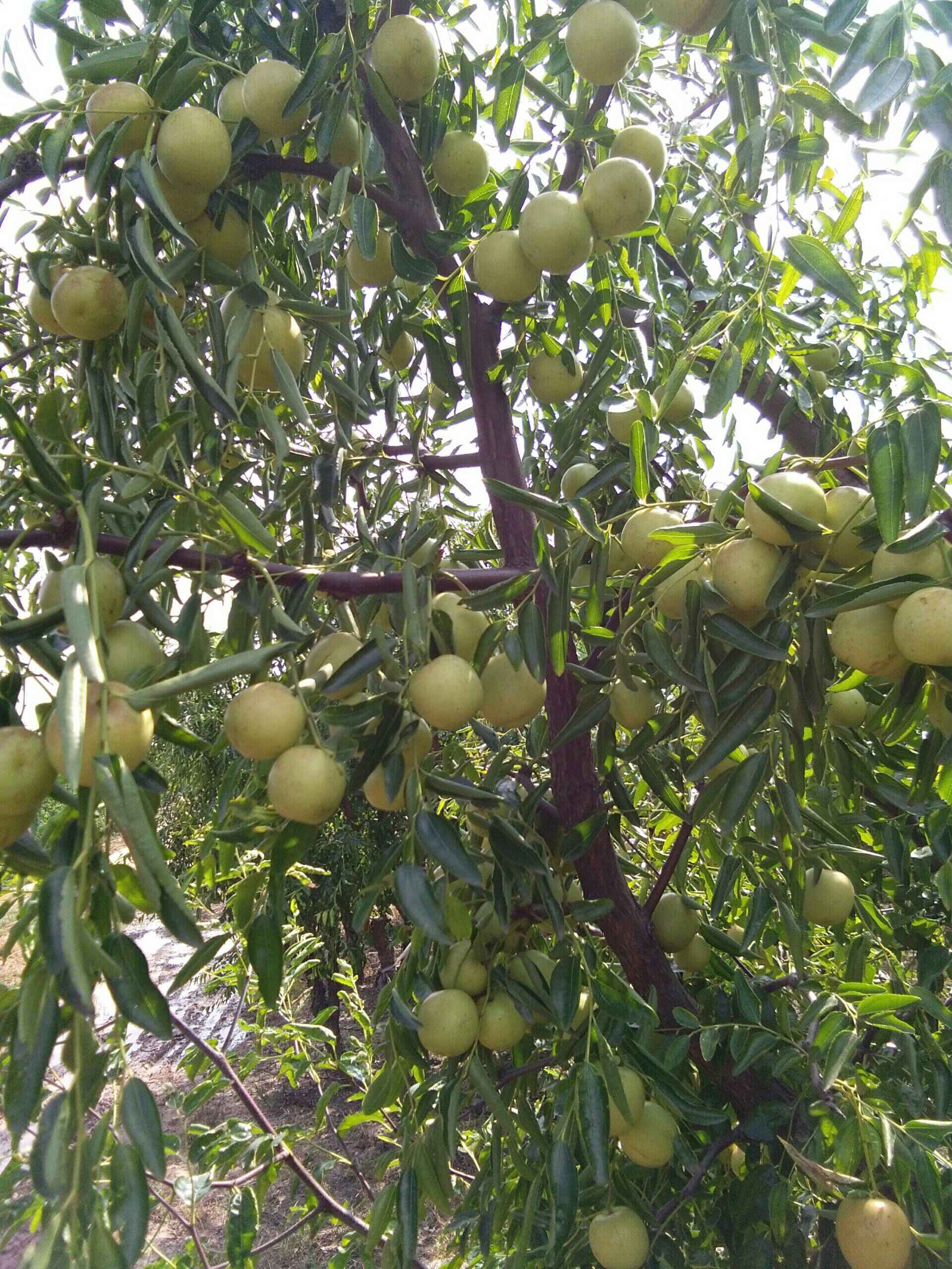 【圖】【天津致高無尚車友會】十月線下聚會之黃驊冬棗采摘記.