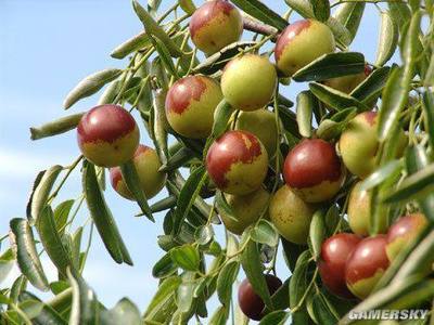 河北美食盤點(diǎn)大全,看著就流口水,一定要吃個遍