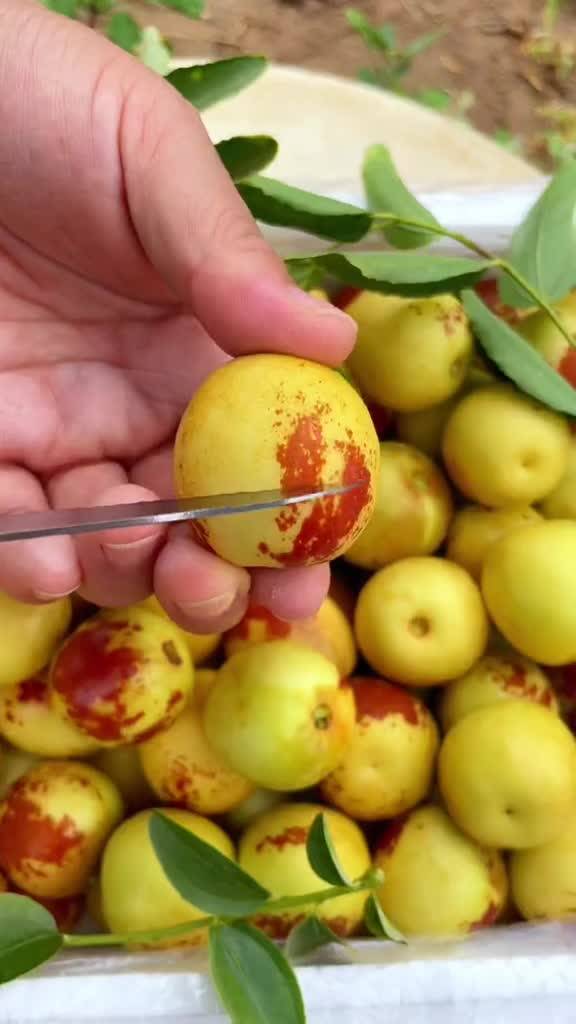 大荔與黃驊冬棗 產地直發，品質鮮甜