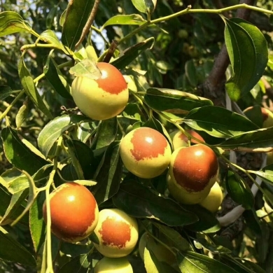 黃驊冬棗 冬季碩果，香甜滿園