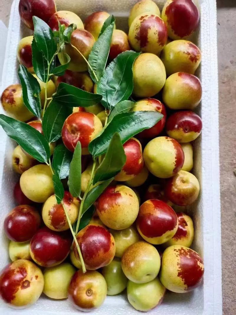 黃驊冬棗 自然饋贈，甜美健康，等您下單