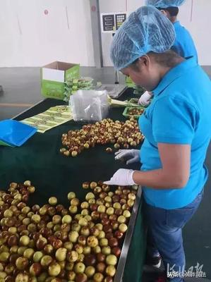 黃驊冬棗跨越山海抵達智利，展現(xiàn)中國農(nóng)產(chǎn)品國際競爭力